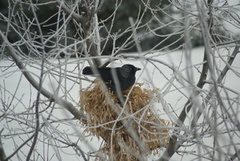 Kaie (Corvus monedula)