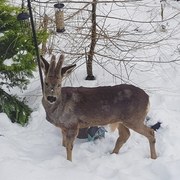 Hjort (Cervus elaphus)