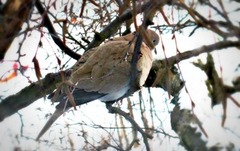 Tyrkerdue (Streptopelia decaocto)