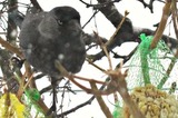 Kaie (Corvus monedula)