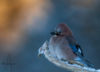 Nøtteskrike (Garrulus glandarius)