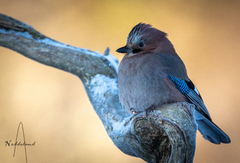 Nøtteskrike (Garrulus glandarius)