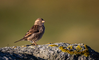 Gråspurv (Passer domesticus)