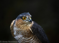 Spurvehauk (Accipiter nisus)