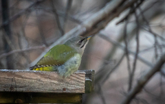 Gråspett (Picus canus)