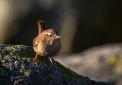 Gjerdesmett (Troglodytes troglodytes)