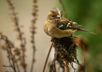 Bokfink (Fringilla coelebs)