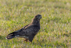 Musvåk (Buteo buteo)