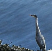 Gråhegre (Ardea cinerea)