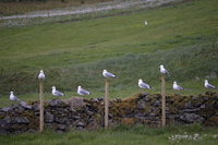 Fiskemåke (Larus canus)