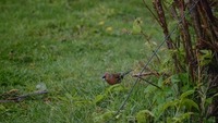 Bokfink (Fringilla coelebs)