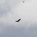 Ravn (Corvus corax)