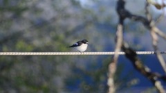 Svarthvit fluesnapper (Ficedula hypoleuca)