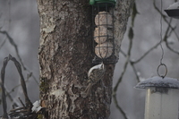 Trekryper (Certhia familiaris)