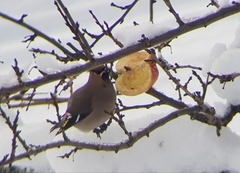 Sidensvans (Bombycilla garrulus)