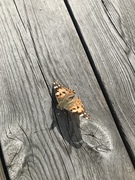 Tistelsommerfugl (Vanessa cardui)