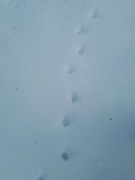 Katt (Felis catus)