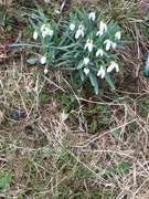 Snøklokke (Galanthus nivalis)