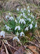 Snøklokke (Galanthus nivalis)