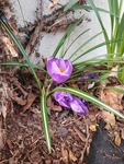 Krokusslekta (Crocus)