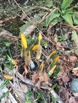 Krokusslekta (Crocus)