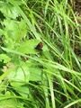 Nymfevinger (Nymphalidae)