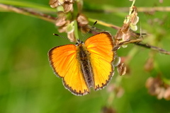 Oransjegullvinge (Lycaena virgaureae)