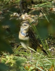 Blåstrupe (Luscinia svecica)