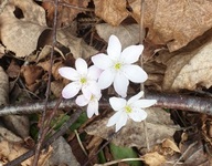 Blåveis (Hepatica nobilis)