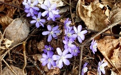 Blåveis (Hepatica nobilis)