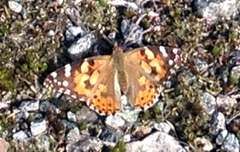 Tistelsommerfugl (Vanessa cardui)