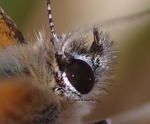 Ildgullvinge (Lycaena phlaeas)