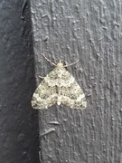 Lys irrmåler (Chloroclysta miata)