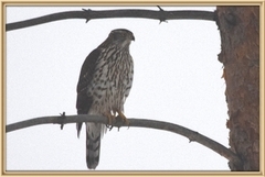 Hønsehauk (Accipiter gentilis)