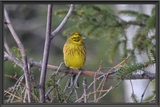 Gulspurv (Emberiza citrinella)