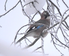 Nøtteskrike (Garrulus glandarius)