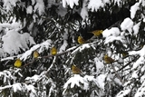 Gulspurv (Emberiza citrinella)