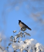 Kråke (Corvus cornix)