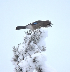 Nøtteskrike (Garrulus glandarius)