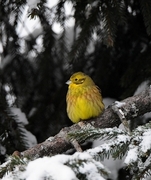 Gulspurv (Emberiza citrinella)