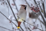Sidensvans (Bombycilla garrulus)