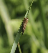 Årenebbmott (Chrysoteuchia culmella)