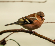 Bokfink (Fringilla coelebs)