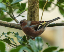 Bokfink (Fringilla coelebs)