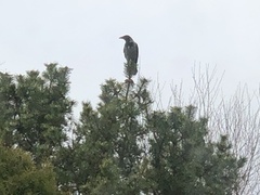 Kråke (Corvus cornix)