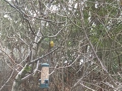 Gulspurv (Emberiza citrinella)