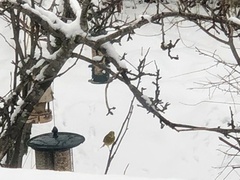 Gulspurv (Emberiza citrinella)