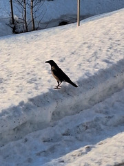 Kråke (Corvus cornix)