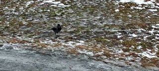 Kråke (Corvus cornix)