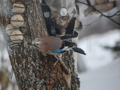 Nøtteskrike (Garrulus glandarius)